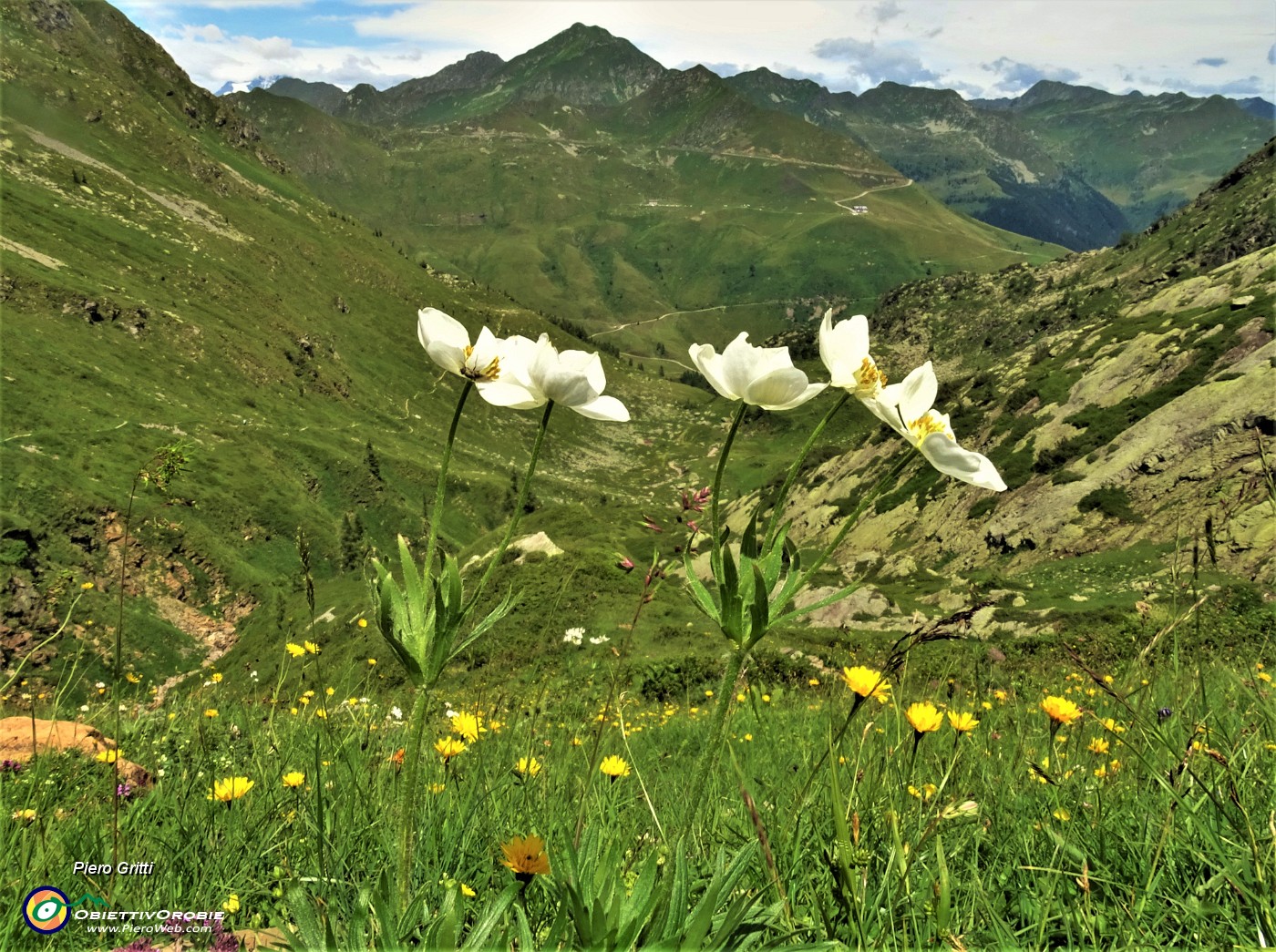 71 Anemoni narcissini (Anemonastrum narcissiflorum) con vista sulla Valle di Ponteranica.JPG